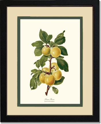 Plum, Reine-Claude | Vintage Redouté's Fruit Wall art print