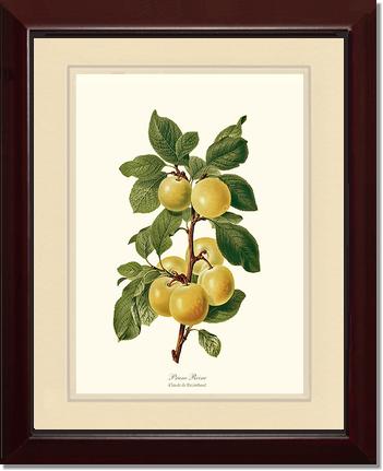 Plum, Reine-Claude | Vintage Redouté's Fruit Wall art print