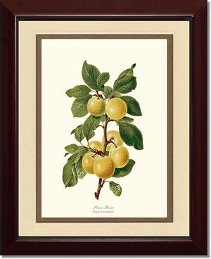 Plum, Reine-Claude