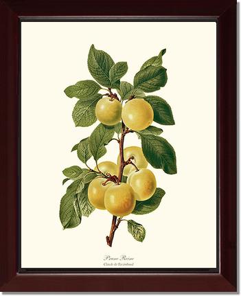 Plum, Reine-Claude | Vintage Redouté's Fruit Wall art print