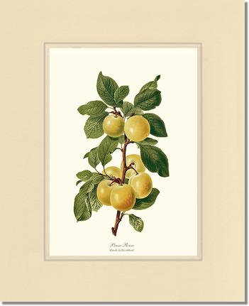 Plum, Reine-Claude | Vintage Redouté's Fruit Wall art print