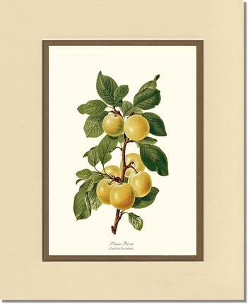 Plum, Reine-Claude | Vintage Redouté's Fruit Wall art print