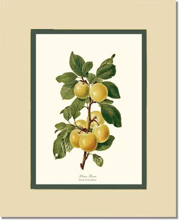 Plum, Reine-Claude | Vintage Redouté's Fruit Wall art print