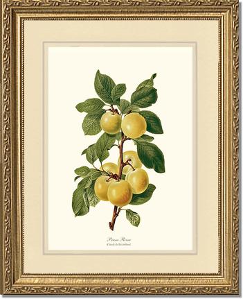 Plum, Reine-Claude | Vintage Redouté's Fruit Wall art print