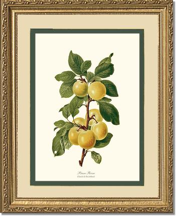 Plum, Reine-Claude | Vintage Redouté's Fruit Wall art print