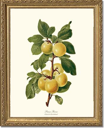 Plum, Reine-Claude | Vintage Redouté's Fruit Wall art print