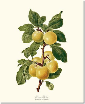 Fruit Print: Plum, Reine-Claude