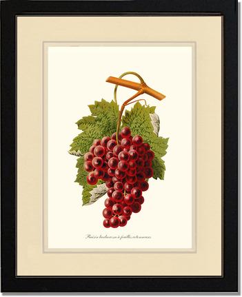 Grape, Barbarossa | Vintage Redouté's Fruit Art Print