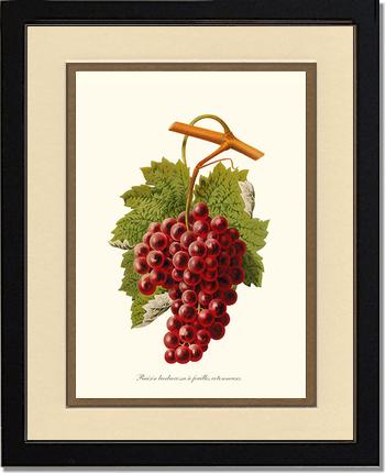 Grape, Barbarossa | Vintage Redouté's Fruit Art Print