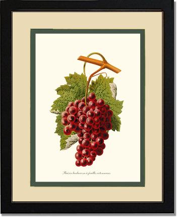 Grape, Barbarossa | Vintage Redouté's Fruit Art Print