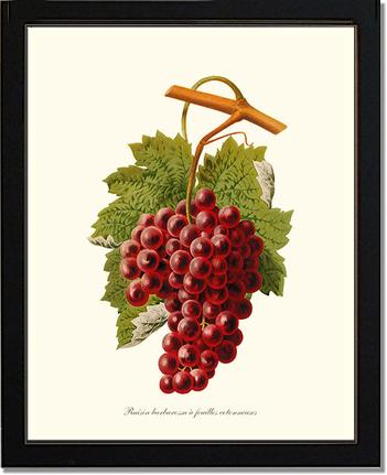 Grape, Barbarossa | Vintage Redouté's Fruit Art Print