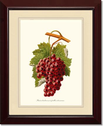 Grape, Barbarossa | Vintage Redouté's Fruit Art Print