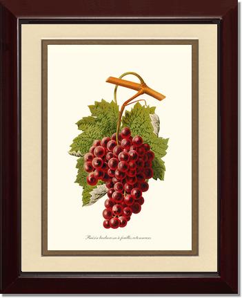 Grape, Barbarossa | Vintage Redouté's Fruit Art Print