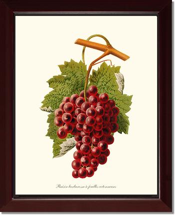 Grape, Barbarossa | Vintage Redouté's Fruit Art Print