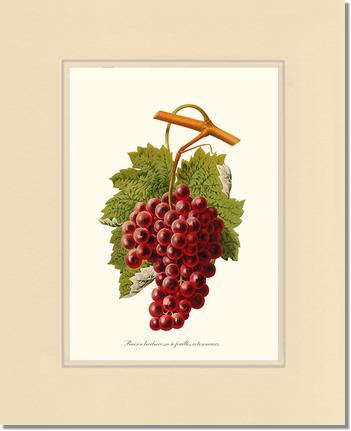 Grape, Barbarossa | Vintage Redouté's Fruit Art Print