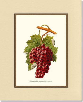 Grape, Barbarossa | Vintage Redouté's Fruit Art Print