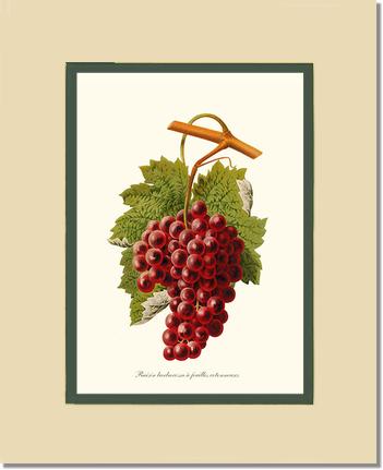 Grape, Barbarossa | Vintage Redouté's Fruit Art Print