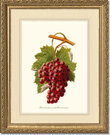 Grape, Barbarossa | Vintage Redouté's Fruit Art Print
