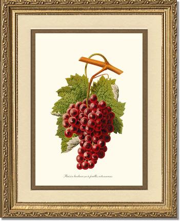 Grape, Barbarossa | Vintage Redouté's Fruit Art Print