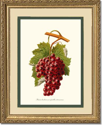 Grape, Barbarossa | Vintage Redouté's Fruit Art Print