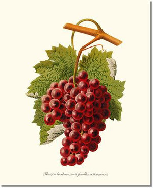 Fruit Print: Grape, Barbarossa