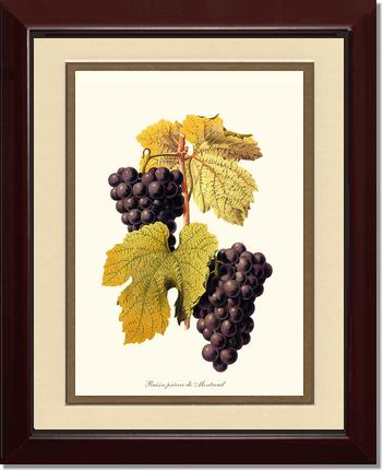 Grape, Wine | Vintage Redouté's Fruit Wall art print