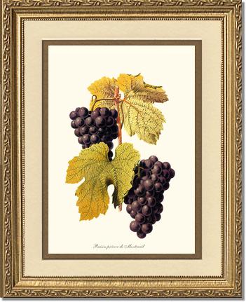 Grape, Wine | Vintage Redouté's Fruit Wall art print