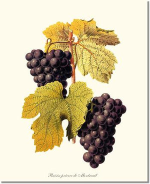 Fruit Print: Grape, Wine