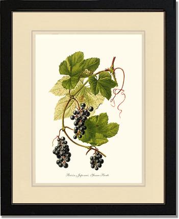 Grape, Wild | Vintage Redouté's Fruit Wall art print