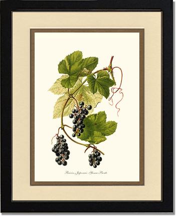 Grape, Wild | Vintage Redouté's Fruit Wall art print