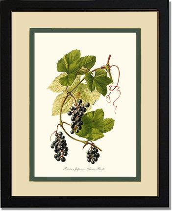 Grape, Wild | Vintage Redouté's Fruit Wall art print