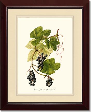 Grape, Wild | Vintage Redouté's Fruit Wall art print