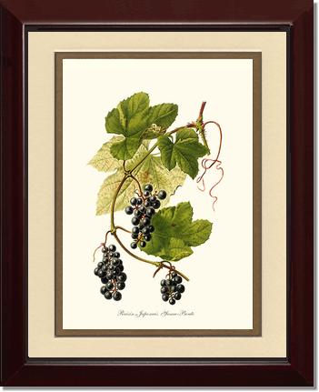 Grape, Wild | Vintage Redouté's Fruit Wall art print