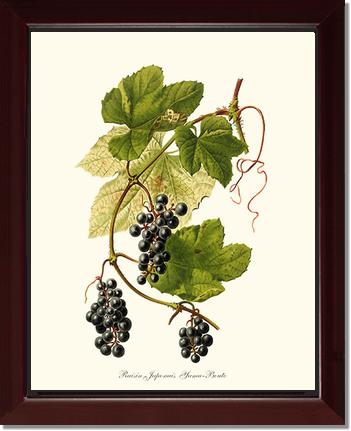 Grape, Wild | Vintage Redouté's Fruit Wall art print