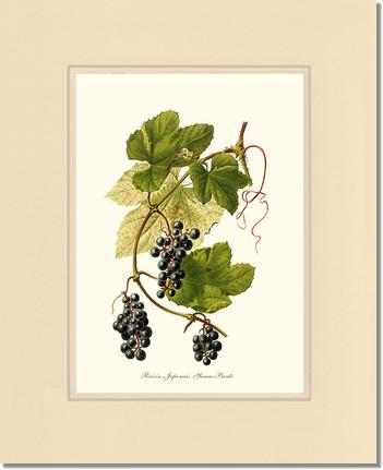 Grape, Wild | Vintage Redouté's Fruit Wall art print