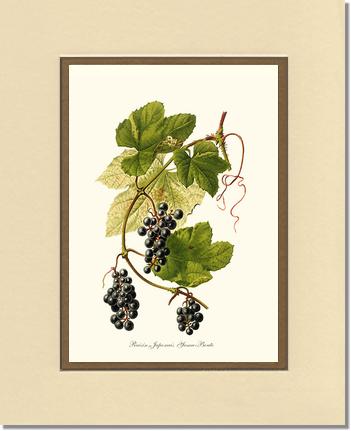 Grape, Wild | Vintage Redouté's Fruit Wall art print