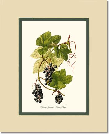 Grape, Wild | Vintage Redouté's Fruit Wall art print