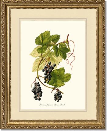 Grape, Wild | Vintage Redouté's Fruit Wall art print