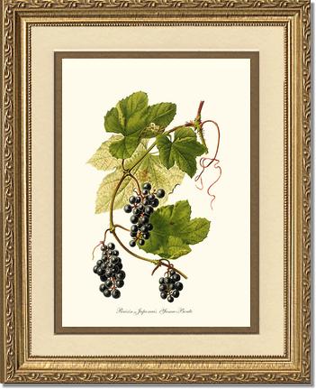 Grape, Wild | Vintage Redouté's Fruit Wall art print