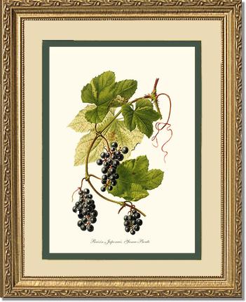 Grape, Wild | Vintage Redouté's Fruit Wall art print