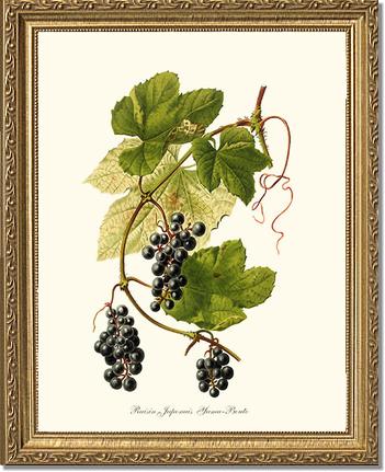 Grape, Wild | Vintage Redouté's Fruit Wall art print