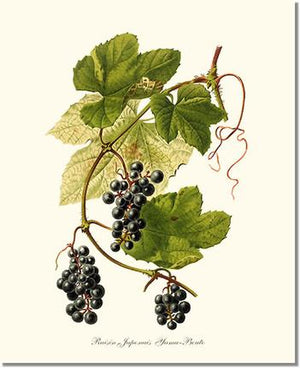 Fruit Print: Grape, Wild