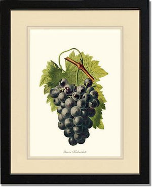 Grape, Kechmishali | Vintage Redouté's Fruit Wall art print