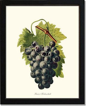 Grape, Kechmishali | Vintage Redouté's Fruit Wall art print