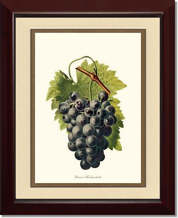 Grape, Kechmishali | Vintage Redouté's Fruit Art Print