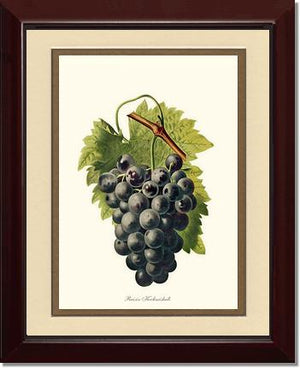 Grape, Kechmishali | Vintage Redouté's Fruit Wall art print