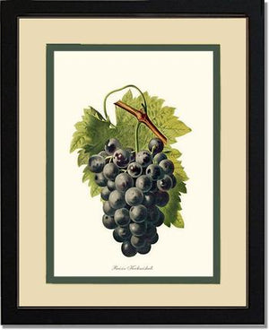 Grape, Kechmishali | Vintage Redouté's Fruit Wall art print