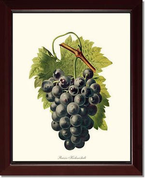 Grape, Kechmishali | Vintage Redouté's Fruit Wall art print