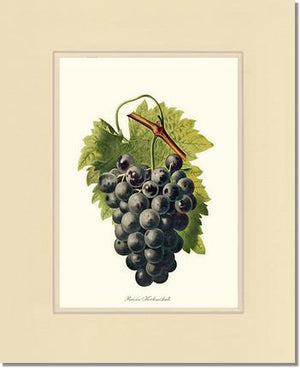 Grape, Kechmishali | Vintage Redouté's Fruit Wall art print