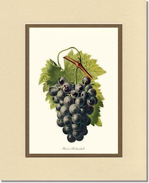 Grape, Kechmishali | Vintage Redouté's Fruit Wall art print